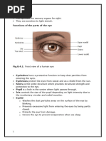 Anatomy and Function of the Human Eye | PDF | Eye | Human Eye
