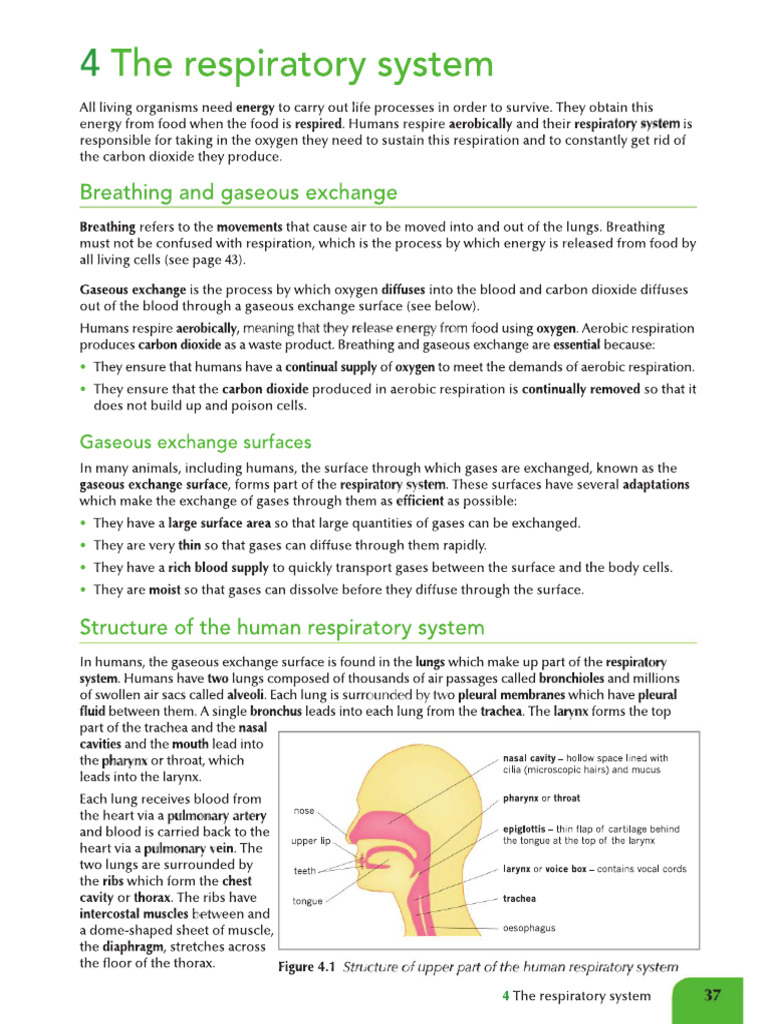 4 Respiratory System HSB Concise | PDF