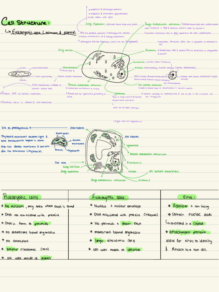 Cell Structure and Division | PDF | Cell (Biology) | Endoplasmic Reticulum