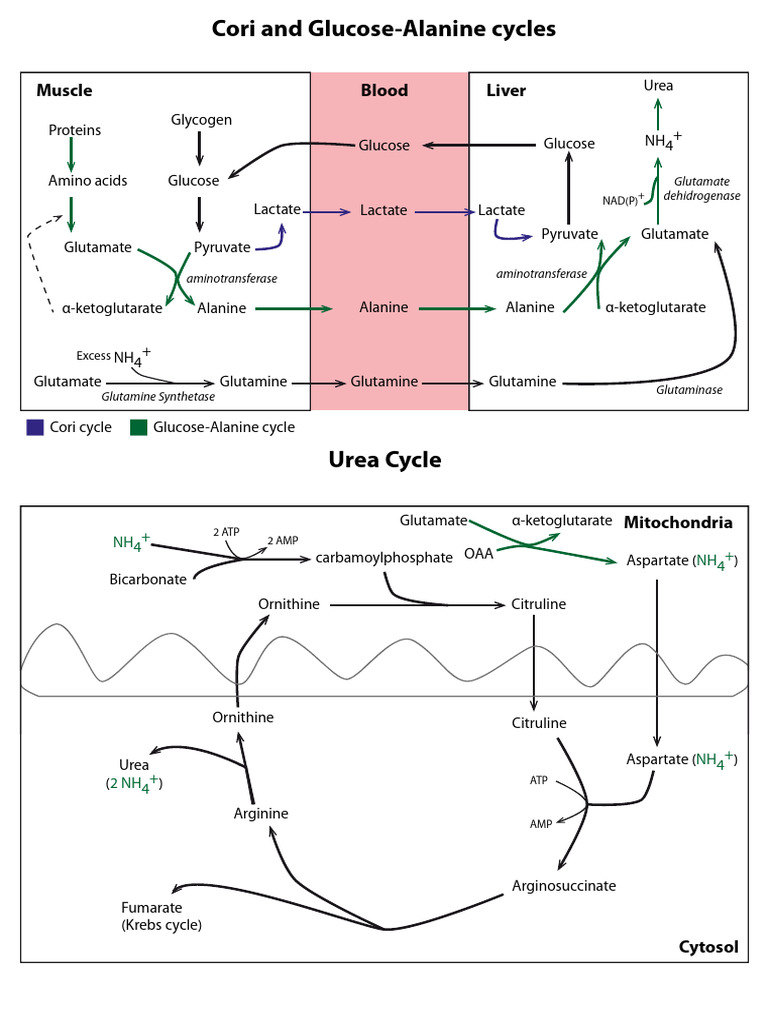 Glucose Alanine Cycle | PDF | Alanine | Transaminase