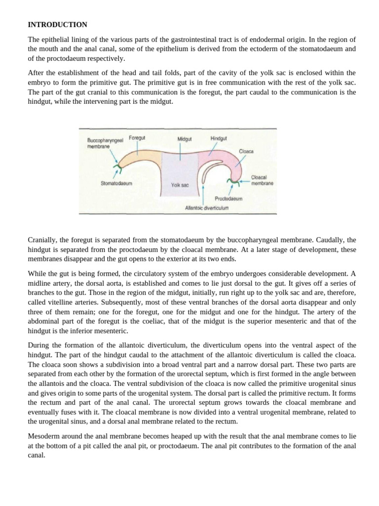 DEVELOPMENT OF THE GIT | PDF | Large Intestine | Gastrointestinal Tract