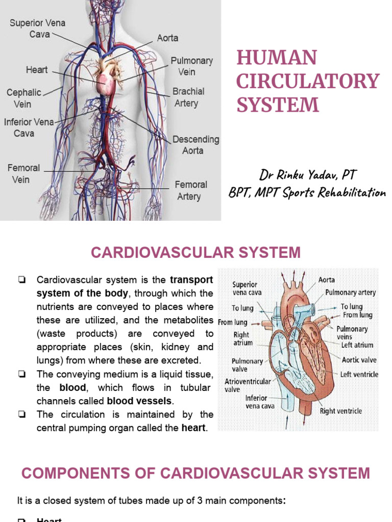 Human Circulatory System | PDF | Heart Valve | Heart