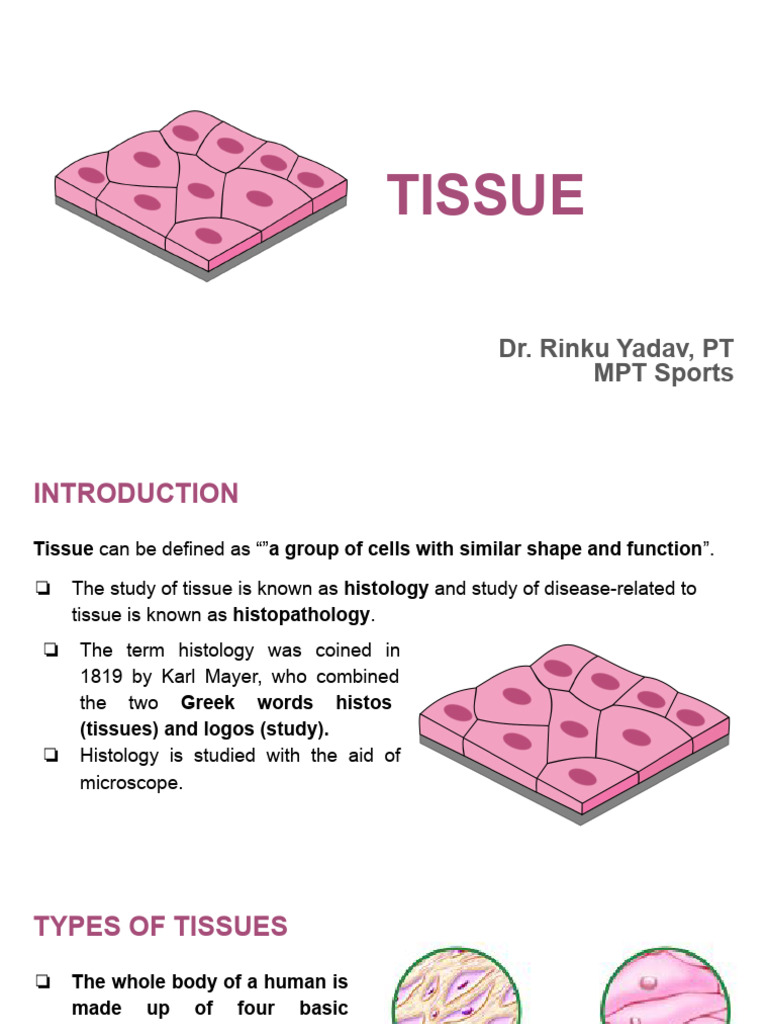 Tissue-1 | PDF | Epithelium | Connective Tissue