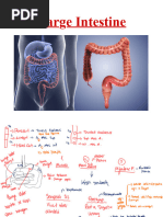 Sigmoid Colon Length and Anatomy | PDF | Large Intestine | Rectum