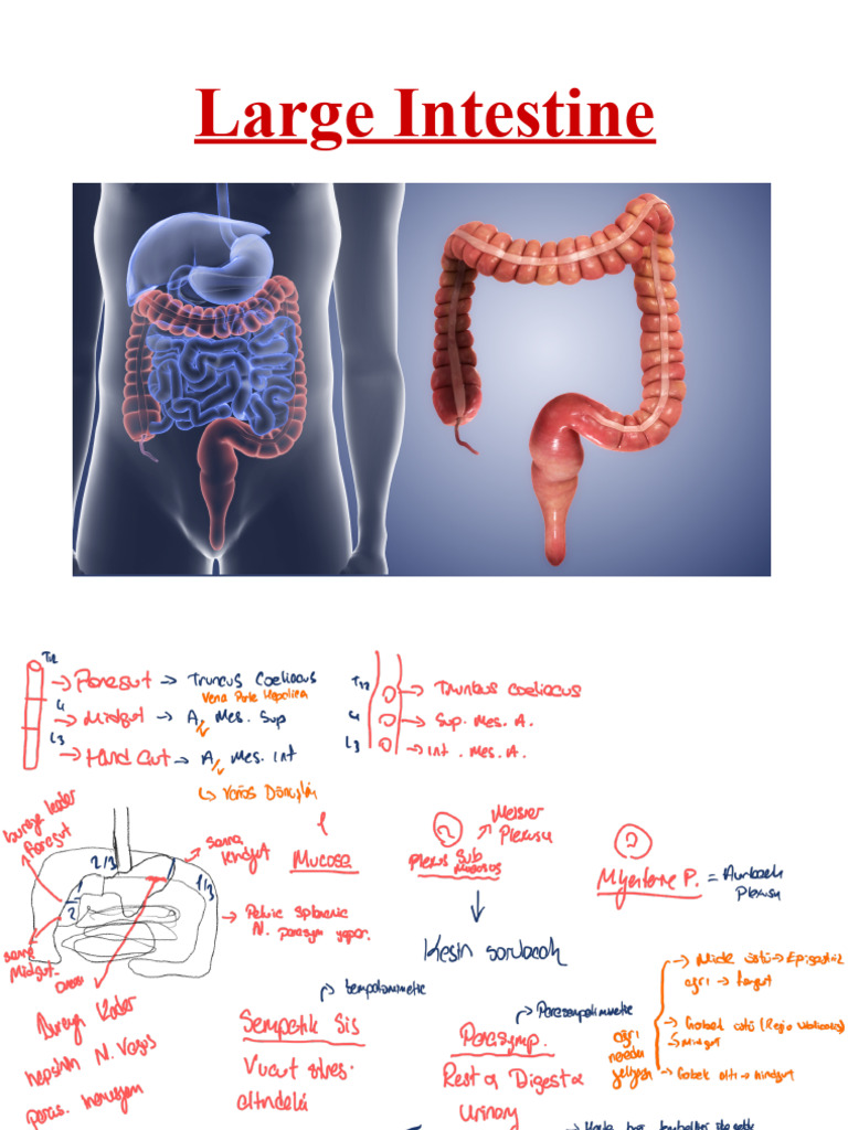 Anatomy of the Large Intestine | PDF | Large Intestine | Digestive System