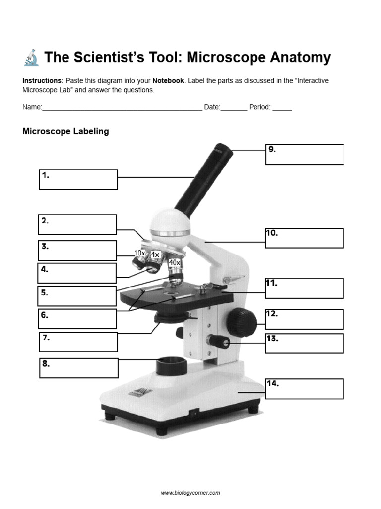 ? the Scientist’s Tool_ Microscope Anatomy_ Microscope Parts Worksheet ...