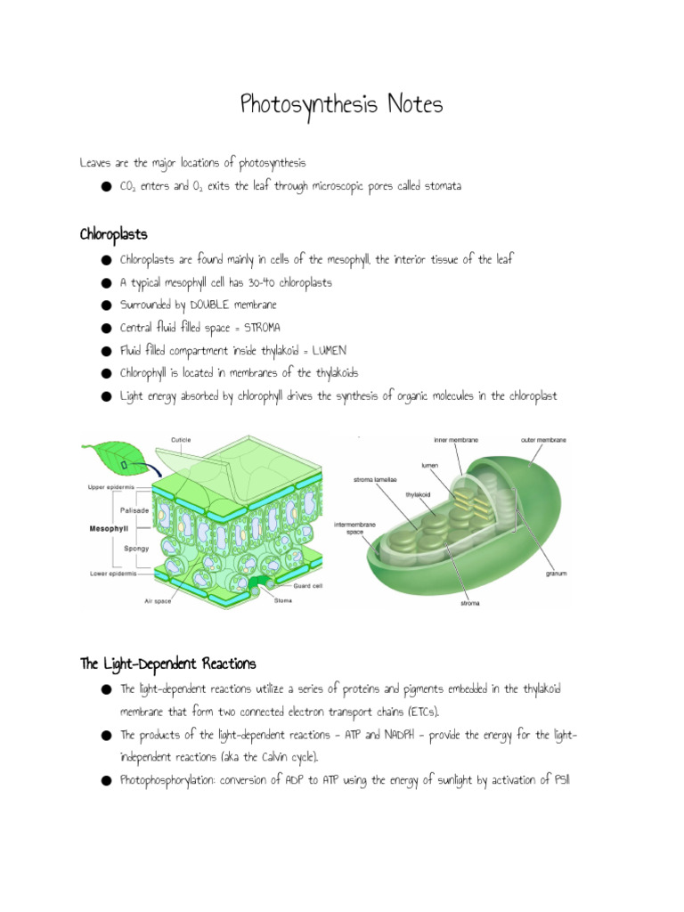 Photosynthesis Notes | PDF | Adenosine Triphosphate | Photosynthesis