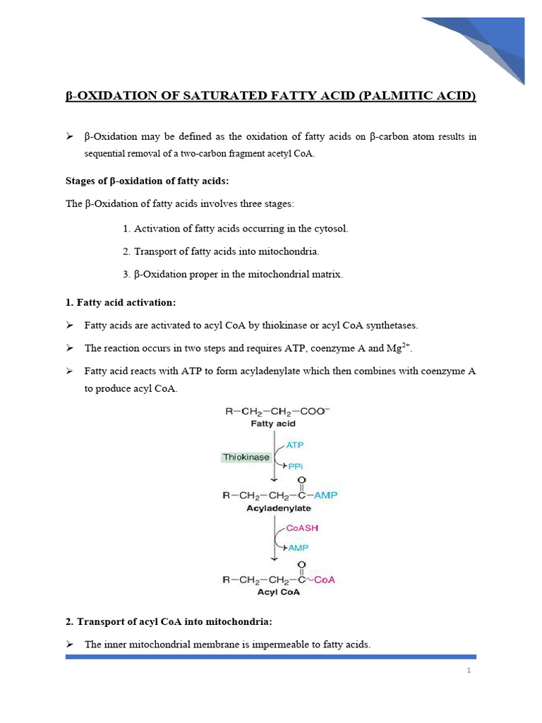 Oxidation of Fatty Acids | PDF | Biomolecules | Biochemistry