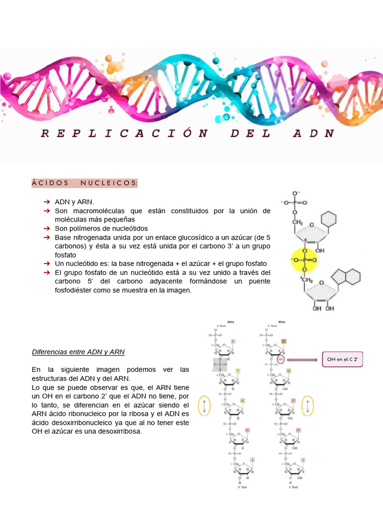 4-Replicación Del ADN | PDF | Replicación De Adn | Adn
