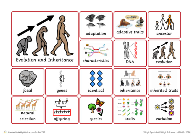 Evolution and Inheritance Visual | PDF