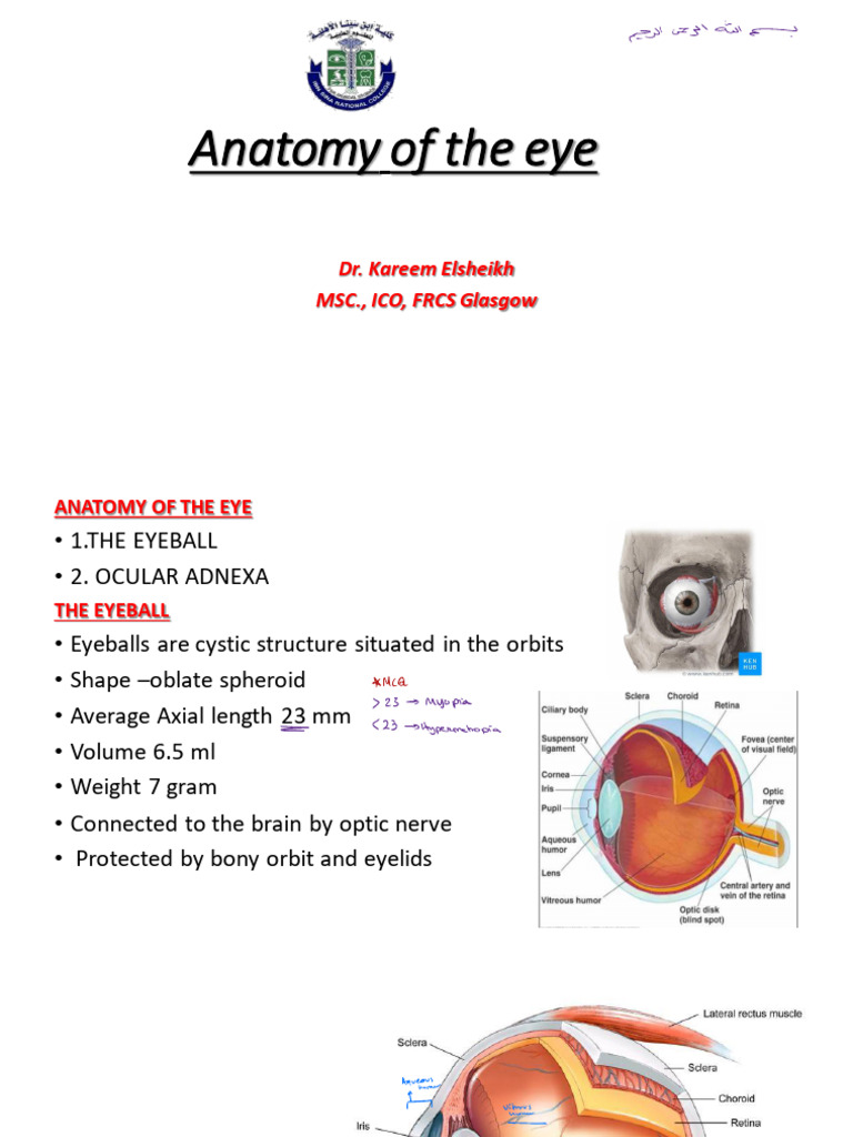 L2 - Anatomy & Physiology of the Eye | PDF | Retina | Human Eye