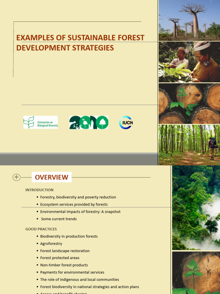 Sustainable Forest Management 2023 | PDF | Forest Management | Forests