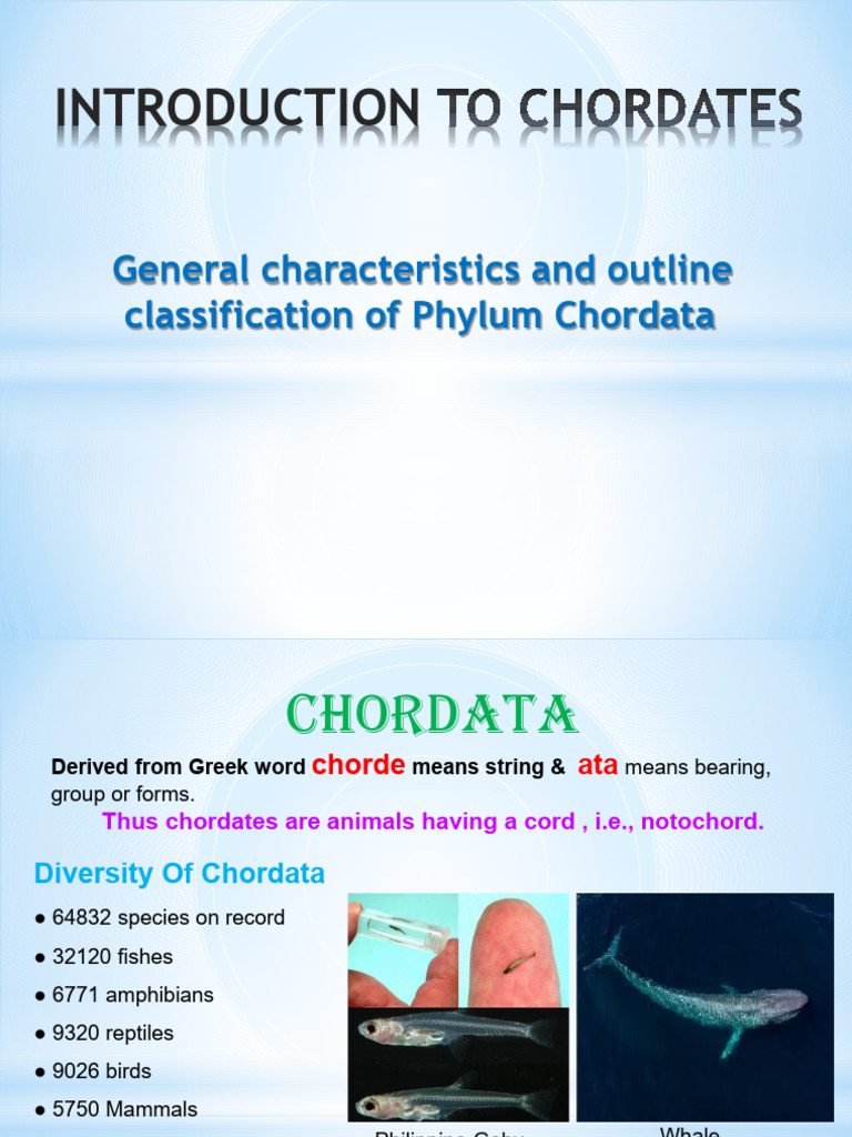 Class Phylum Chordata | PDF | Vertebrates | Zoology