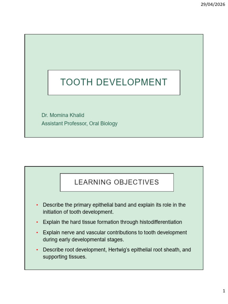 Tooth Development 2026 (Dr. Momina) | PDF | Human Tooth | Dental Anatomy