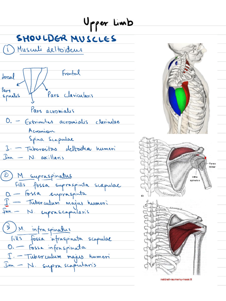 Upper Limb | PDF | Human Anatomy | Limbs (Anatomy)