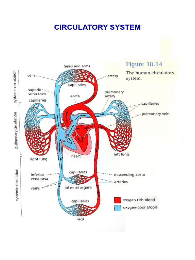 Circulatory System | PDF
