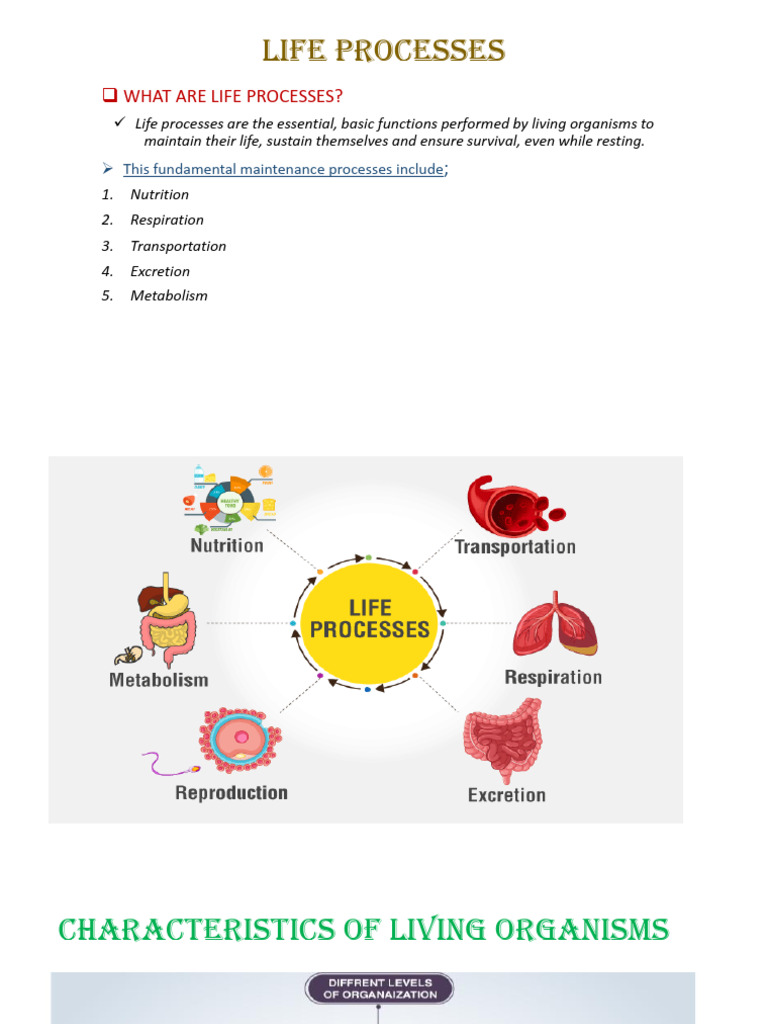 Ch 5 Life Processes | PDF | Lymph | Stomach
