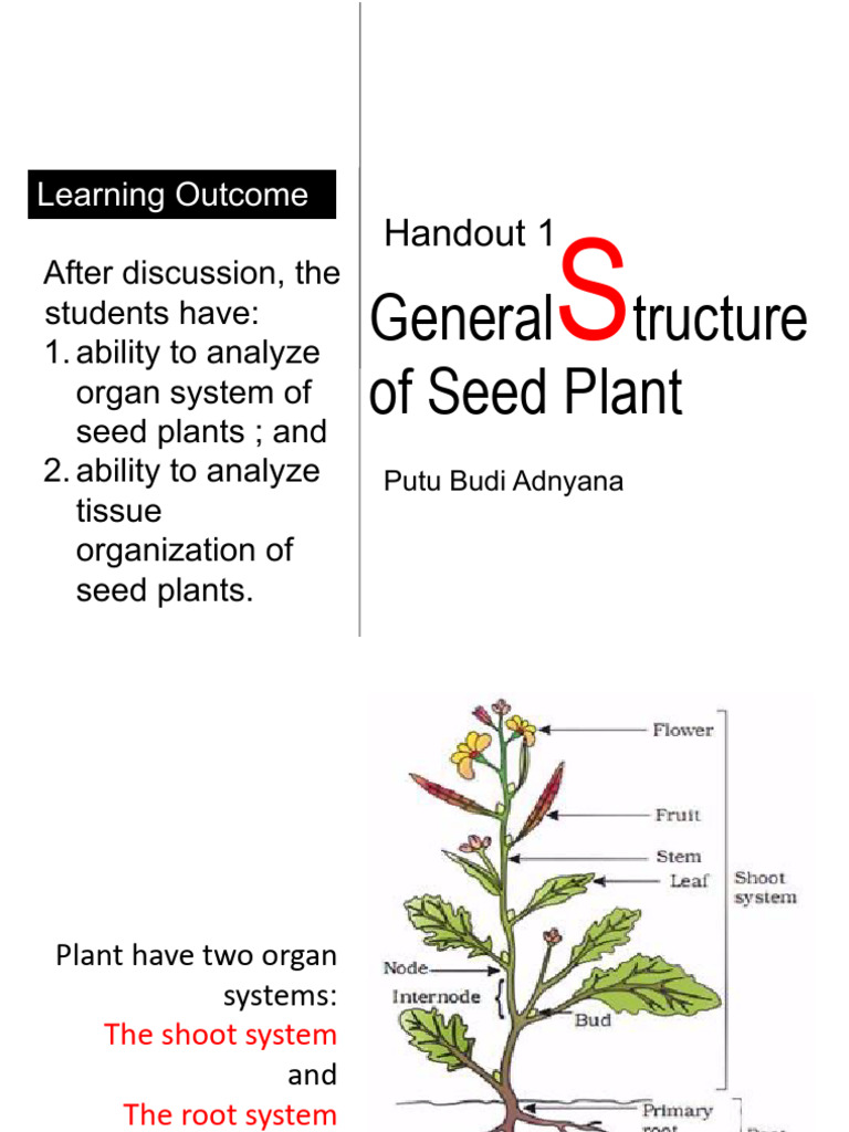 1-General Structure of Seed Plant | PDF | Tissue (Biology) | Root