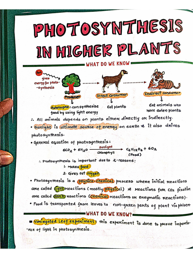 Botany Notes NEET 2 | PDF