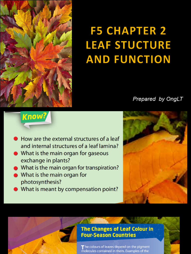 F5 C2 Leaf Structure and Function | PDF | Stoma | Photosynthesis