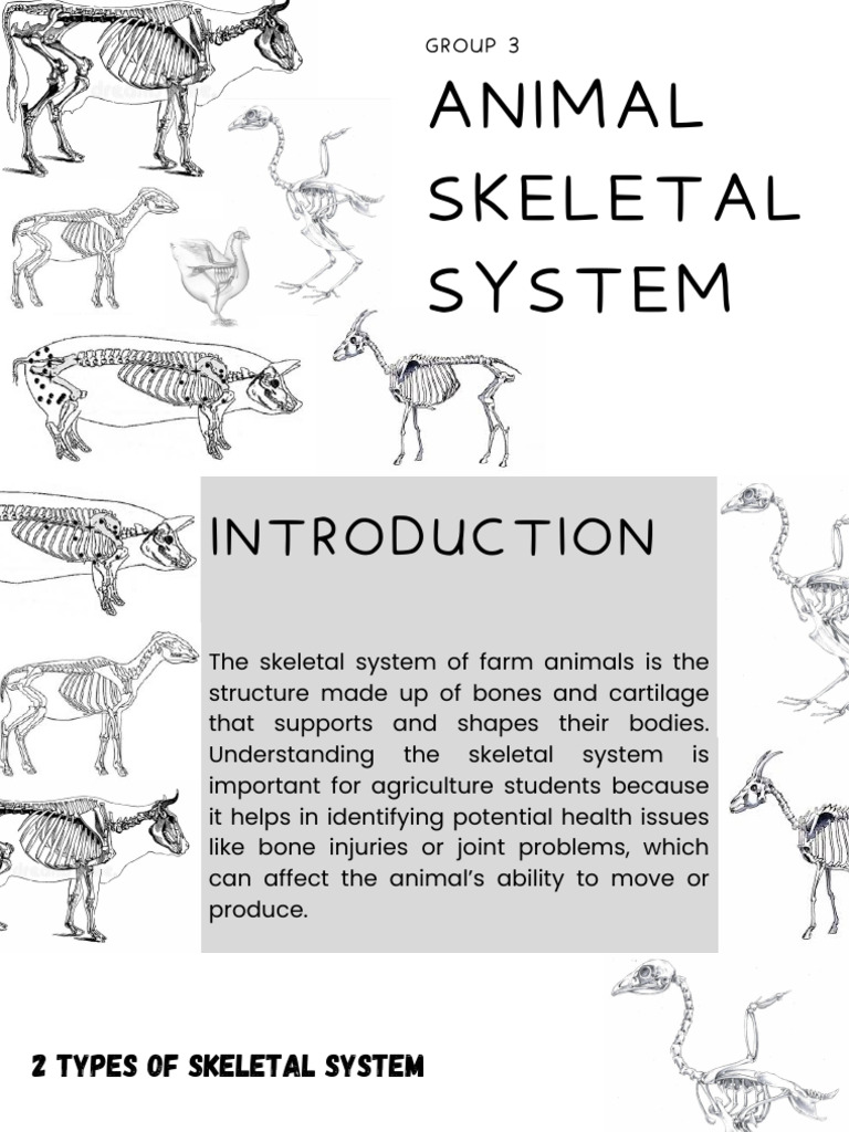 Group 3 Animal Skeletal System | PDF | Skeleton | Vertebra