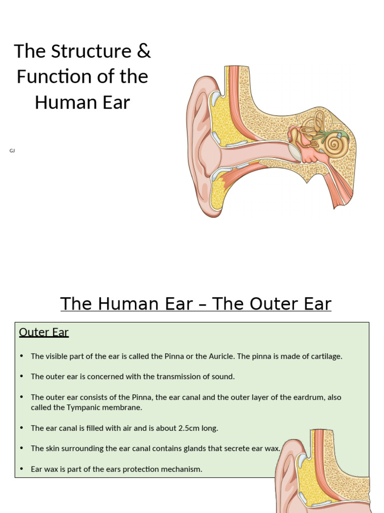 the Human Ear Structure and Function Lesson | PDF | Ear | Auditory System