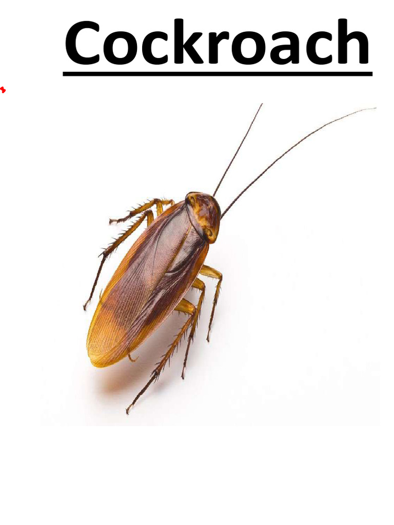Cockroach Compressed | PDF | Animal Anatomy | Zoology