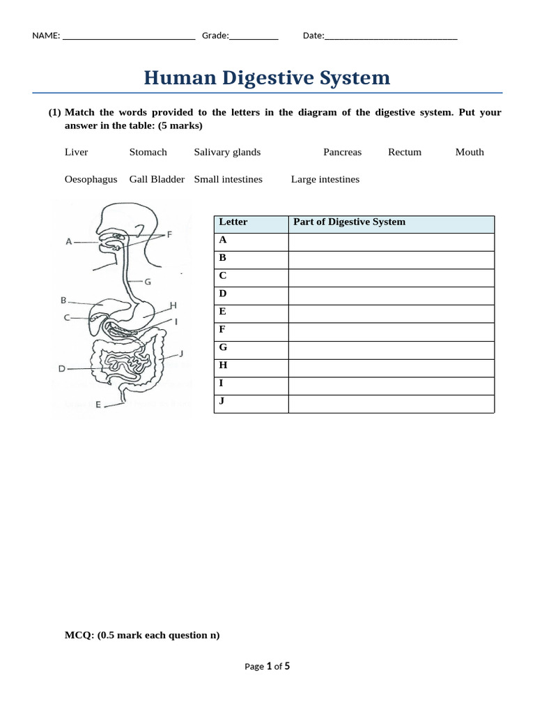 Human Digestive System Worksheet | PDF | Human Digestive System | Digestion
