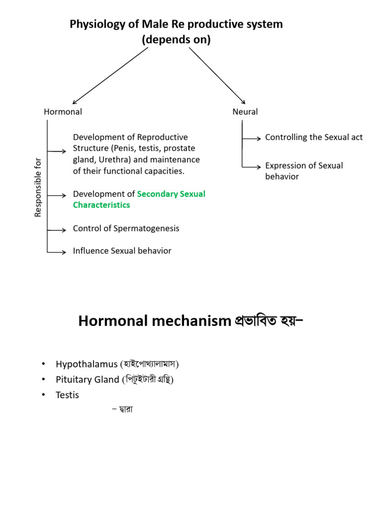 Physiology of Male Reproductive System (1) | PDF | Luteinizing Hormone ...