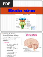 Anatomy and Function of the Pons | PDF | Brainstem | Human Anatomy