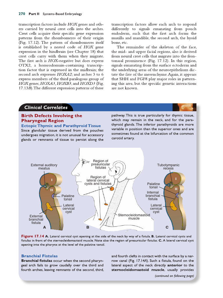 Birth Defects of the Head and Neck | PDF
