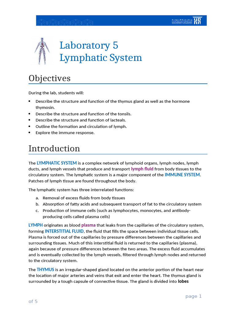 BIOL 1210 Lab05 Lymphatic Manual | PDF | Lymph | Lymphatic System
