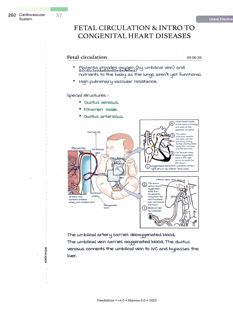Fetal Circulation | PDF