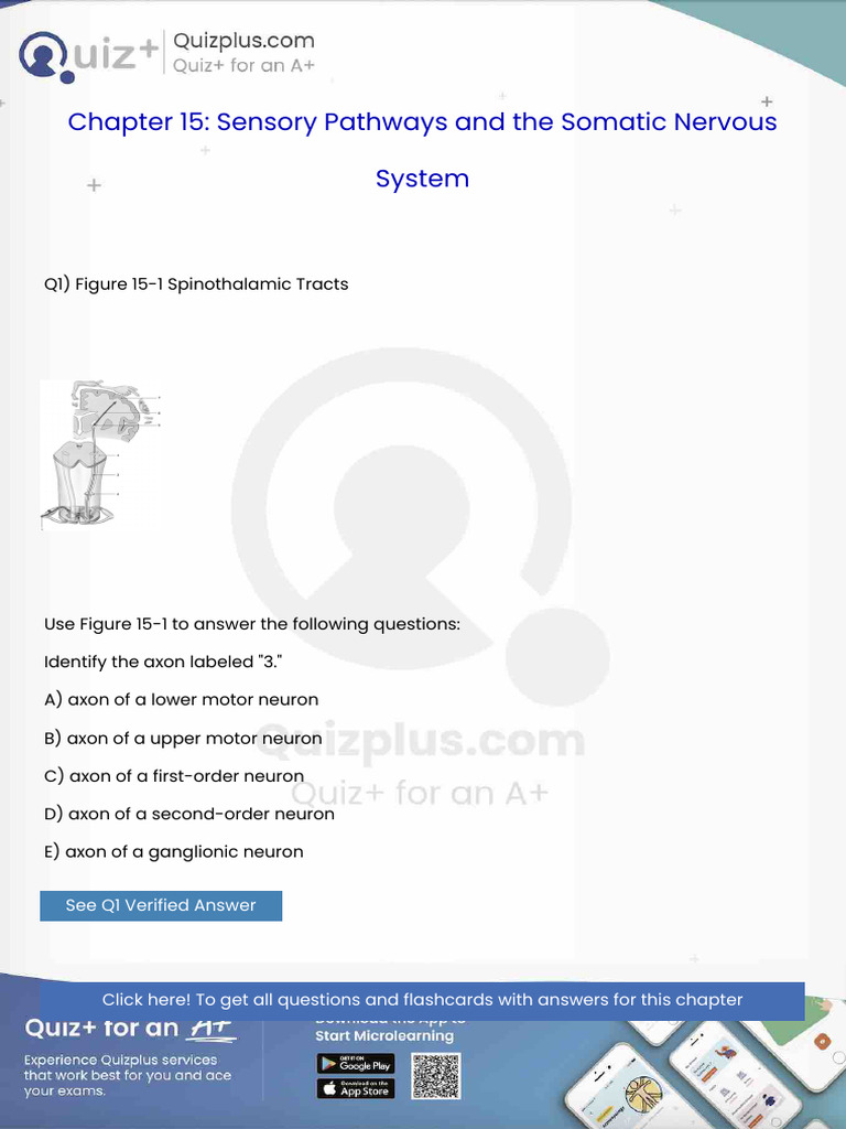 Identify the Axon Labeled 3 | PDF | Spinal Cord | Epithelium