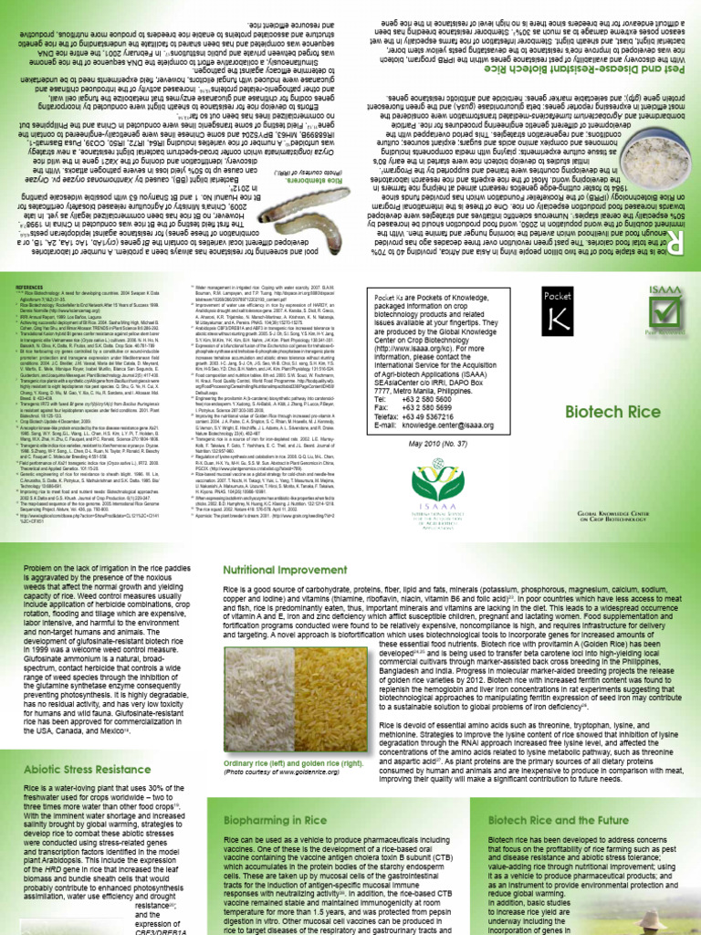 Rice Biotech | PDF | Rice | Lysine