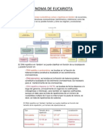 Genoma eucariótico esquema