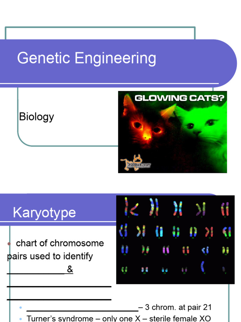 Genetic Engineering Notes Part 1 | PDF | Recombinant Dna | Genetic ...