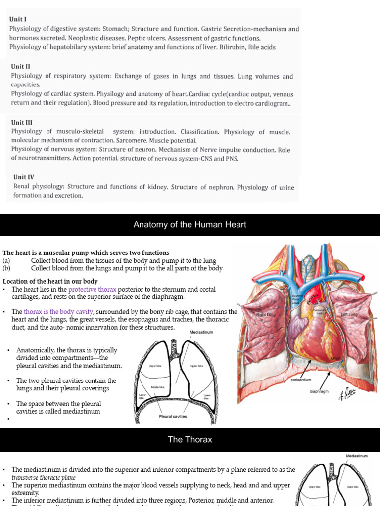 Physiology of Human Heart | PDF | Heart Valve | Atrium (Heart)