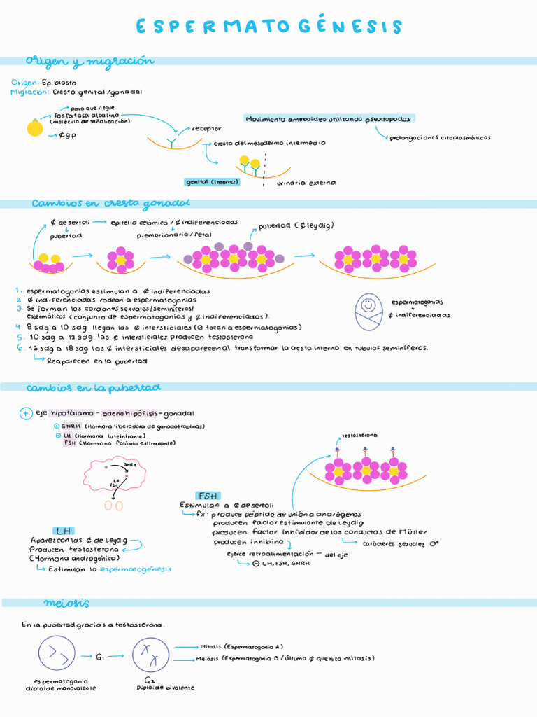 Espermatogénesis | PDF
