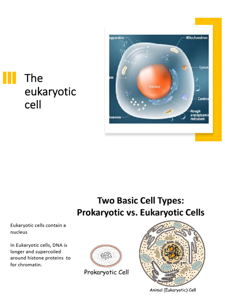 Lecture 7_the Eukaryotic Cell | PDF | Endoplasmic Reticulum | Cell ...