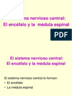 6.anatomia Sistema Nervioso