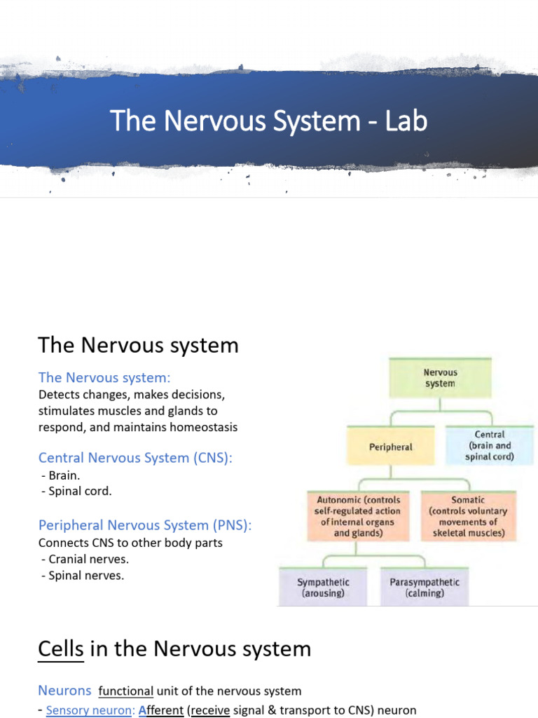700 the Nervous System-lab | PDF | Central Nervous System | Neuron