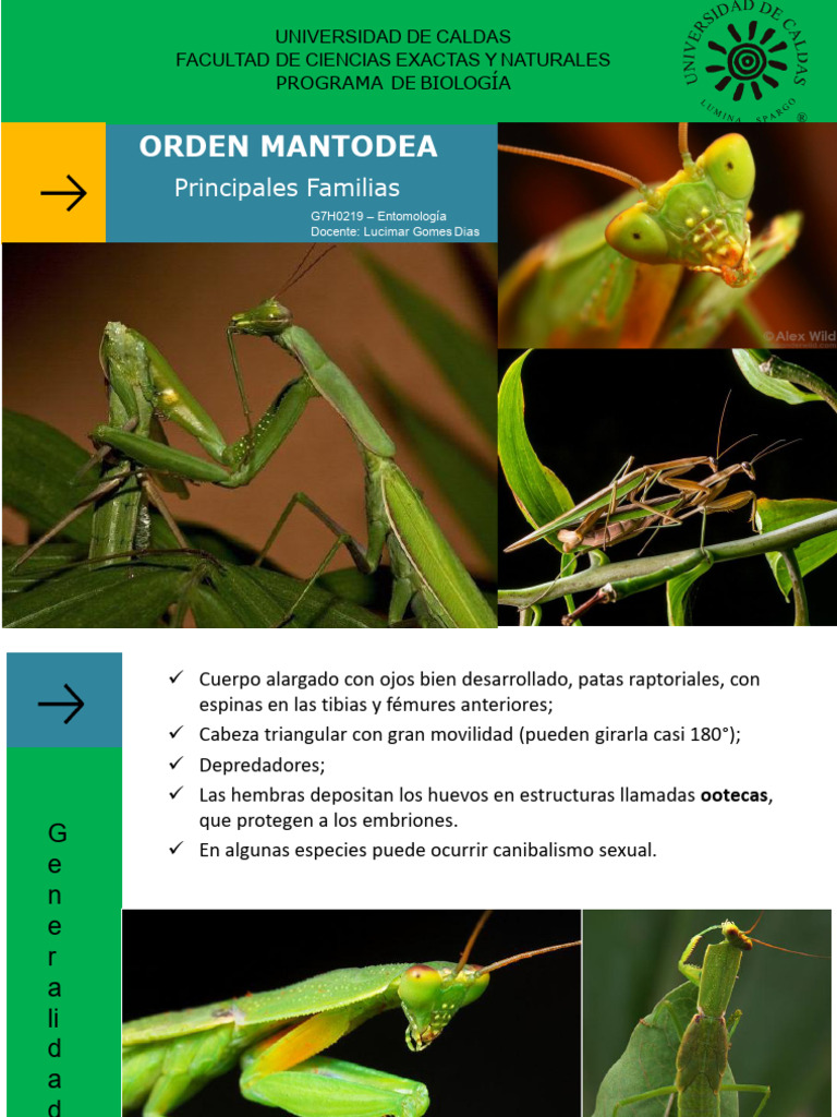 Tema 13 - Mantodea Con Resumen | PDF | Insectos | Zoología
