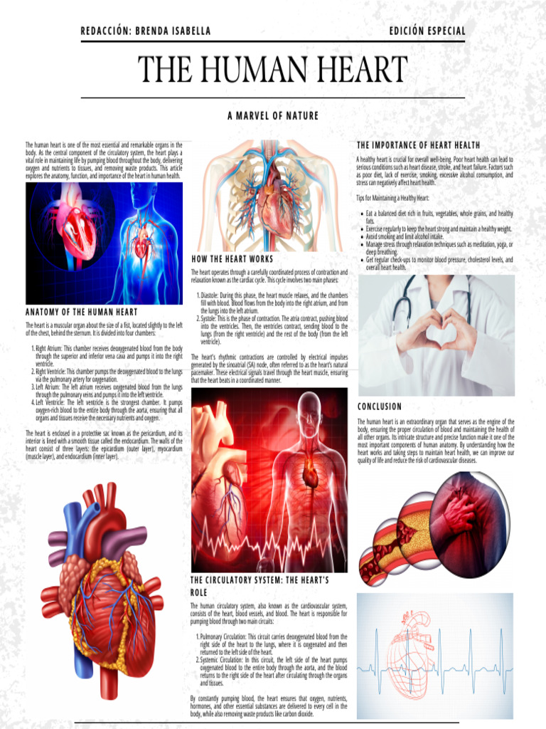 The Human Heart | PDF