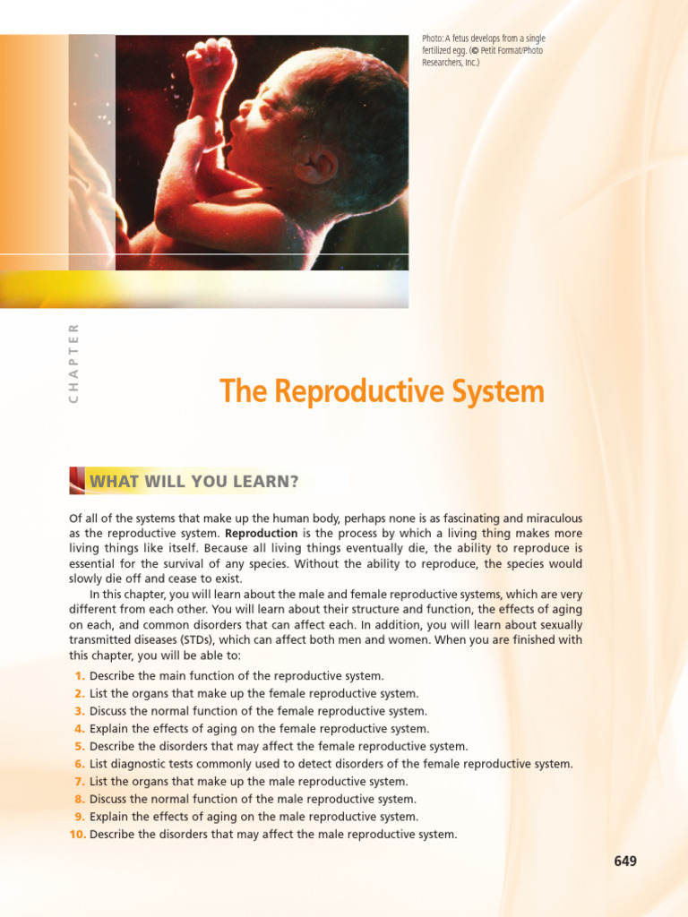 Reproductive System | PDF | Vagina | Uterus