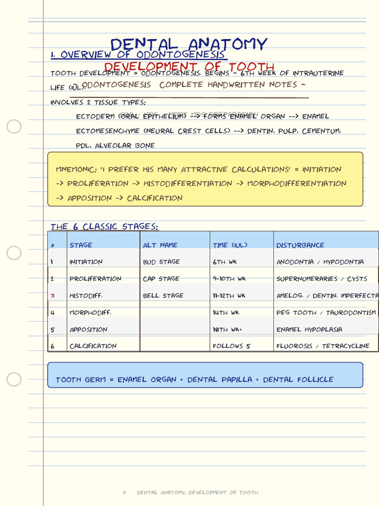 Dental Anatomy Handwritten | PDF | Human Tooth | Tooth Enamel