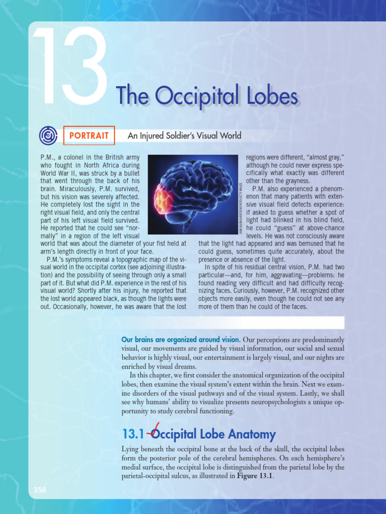 Occipital lobe | PDF | Visual Cortex | Occipital Lobe