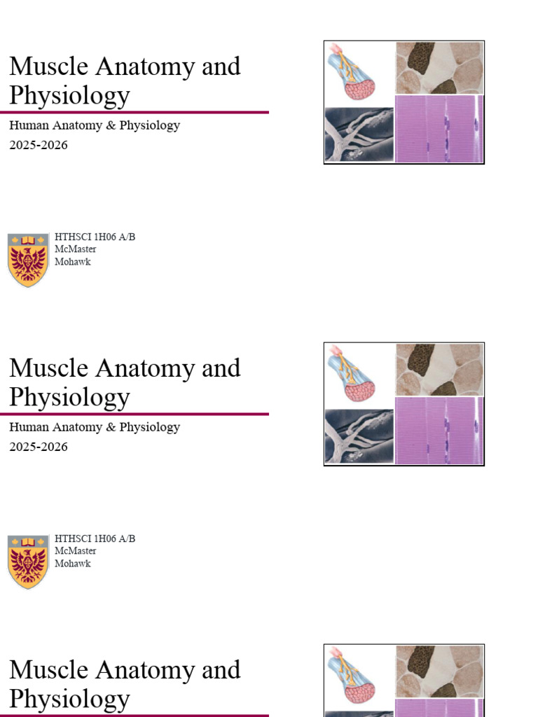 15 - MSK Muscle A&P (handout) F2025 copy | PDF | Muscle Contraction ...