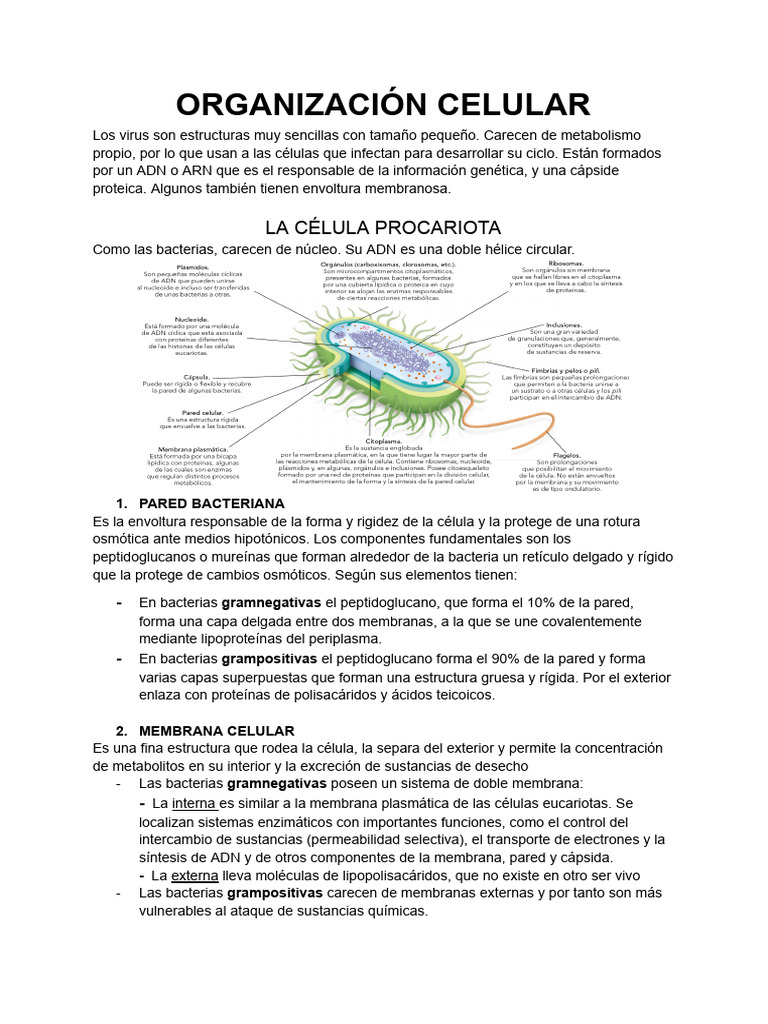 BLOQUE 2 BIOLOGÍA_ LA CÉLULA | PDF | Citoplasma | Membrana celular