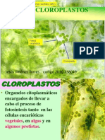 Los cloroplastos, orgánulos esenciales de la fotosíntesis